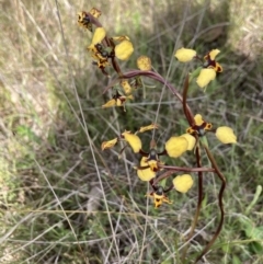 Diuris pardina at Sutton, NSW - suppressed