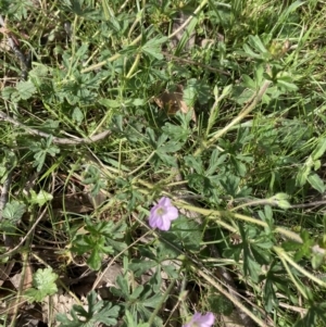 Geranium solanderi at Bonner, ACT - 11 Oct 2022 10:25 AM