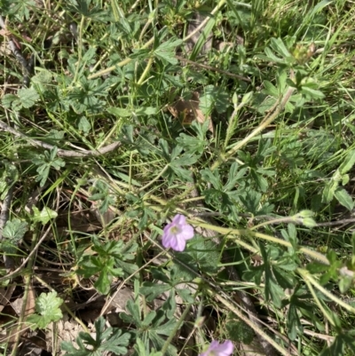 Geranium solanderi (Native Geranium) at Bonner, ACT - 10 Oct 2022 by Jenny54