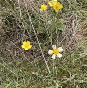 Ranunculus lappaceus at Bonner, ACT - 11 Oct 2022