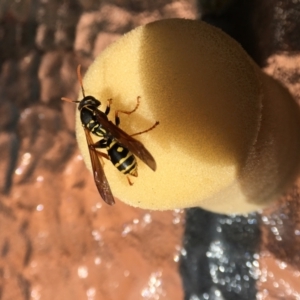 Polistes (Polistes) chinensis at Hackett, ACT - 11 Oct 2022 12:59 PM