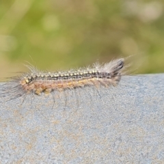 Uraba lugens (Gumleaf Skeletonizer) at Symonston, ACT - 11 Oct 2022 by Mike