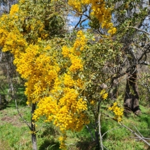 Acacia cultriformis at Jerrabomberra, ACT - 11 Oct 2022 12:49 PM