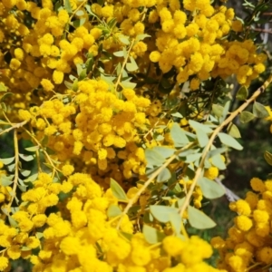 Acacia cultriformis at Jerrabomberra, ACT - 11 Oct 2022