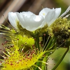 Drosera gunniana at Jerrabomberra, ACT - 11 Oct 2022