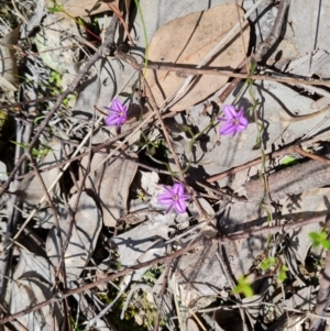 Thysanotus patersonii at Jerrabomberra, ACT - 11 Oct 2022