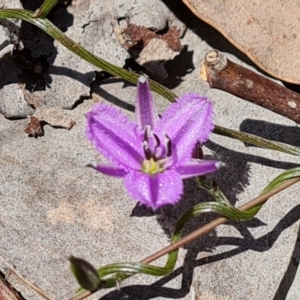 Thysanotus patersonii at Jerrabomberra, ACT - 11 Oct 2022