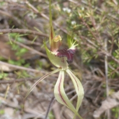 Caladenia atrovespa (Green-comb Spider Orchid) at Jerrabomberra, ACT - 10 Oct 2022 by Mike