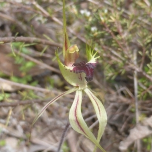 Caladenia atrovespa at Jerrabomberra, ACT - 11 Oct 2022