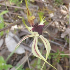 Caladenia atrovespa at Jerrabomberra, ACT - 11 Oct 2022