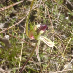 Caladenia atrovespa at Jerrabomberra, ACT - 11 Oct 2022