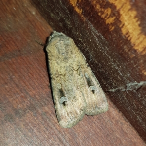 Agrotis infusa at Kambah, ACT - 11 Oct 2022