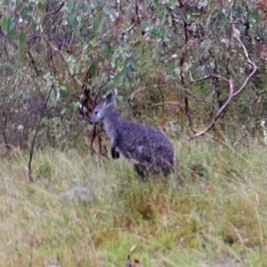 Osphranter robustus at Kambah, ACT - 7 Apr 2022