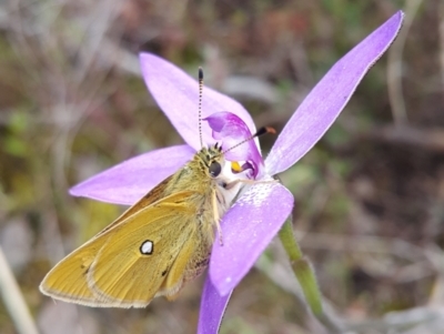 Trapezites luteus (Yellow Ochre, Rare White-spot Skipper) at Bruce, ACT - 11 Oct 2022 by darrenw