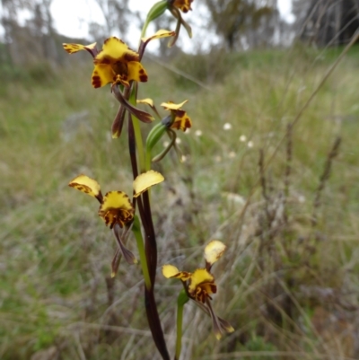 Diuris pardina (Leopard Doubletail) at Watson, ACT - 9 Oct 2022 by coljet