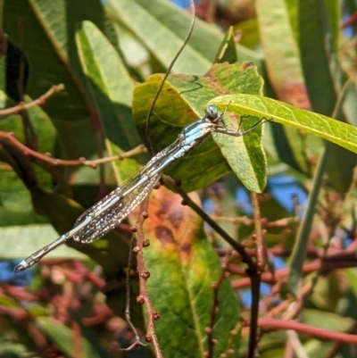 Austrolestes leda (Wandering Ringtail) at Thurgoona, NSW - 10 Oct 2022 by ChrisAllen