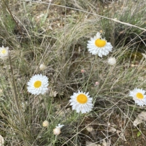 Leucochrysum albicans subsp. tricolor at Throsby, ACT - 11 Oct 2022