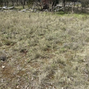 Leucochrysum albicans subsp. tricolor at Throsby, ACT - 11 Oct 2022