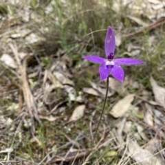 Glossodia major (Wax Lip Orchid) at Throsby, ACT - 11 Oct 2022 by simonstratford