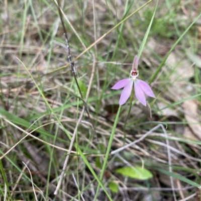 Caladenia carnea (Pink Fingers) at Throsby, ACT - 11 Oct 2022 by simonstratford