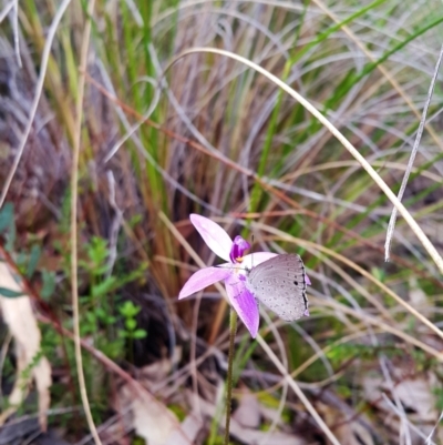 Erina hyacinthina (Varied Dusky-blue) at Aranda, ACT - 3 Oct 2022 by darrenw