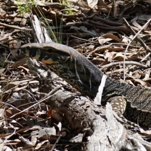 Varanus varius at Bango, NSW - 10 Oct 2022