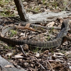 Varanus varius at Bango, NSW - 10 Oct 2022