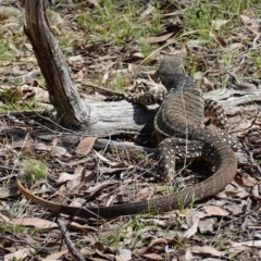 Varanus varius at Bango, NSW - 10 Oct 2022