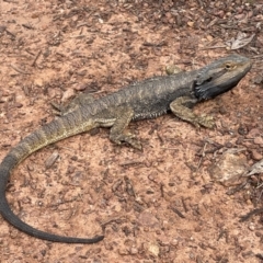 Pogona barbata (Eastern Bearded Dragon) at Mount Majura - 11 Oct 2022 by RAT70