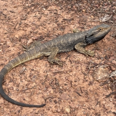 Pogona barbata (Eastern Bearded Dragon) at Mount Majura - 11 Oct 2022 by RAT70