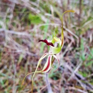 Caladenia atrovespa at Aranda, ACT - suppressed