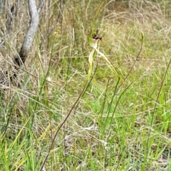 Caladenia atrovespa at Aranda, ACT - 11 Oct 2022