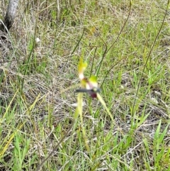 Caladenia atrovespa at Aranda, ACT - suppressed