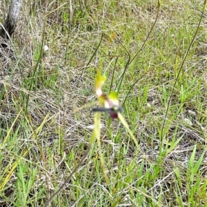 Caladenia atrovespa at Aranda, ACT - 11 Oct 2022