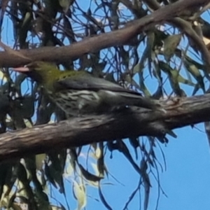 Oriolus sagittatus at Bungendore, NSW - 11 Oct 2022