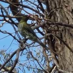 Oriolus sagittatus at Bungendore, NSW - 11 Oct 2022