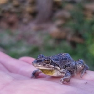 Limnodynastes tasmaniensis at Bungendore, NSW - 11 Oct 2022