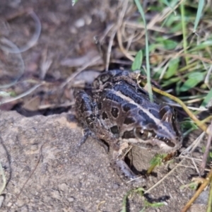 Limnodynastes tasmaniensis at Bungendore, NSW - 11 Oct 2022