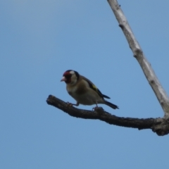 Carduelis carduelis (European Goldfinch) at Fyshwick, ACT - 11 Oct 2022 by Christine
