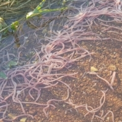 Oligochaeta (class) (Unidentified earthworm) at Watson, ACT - 10 Oct 2022 by MAX