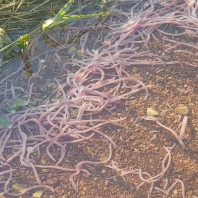 Oligochaeta (class) (Unidentified earthworm) at Watson, ACT - 10 Oct 2022 by MPW