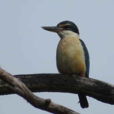 Todiramphus sanctus (Sacred Kingfisher) at Fyshwick, ACT - 11 Oct 2022 by Christine