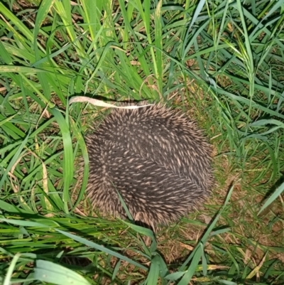 Tachyglossus aculeatus (Short-beaked Echidna) at Mount Rogers - 11 Oct 2022 by NNC