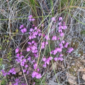 Tetratheca bauerifolia at Bungendore, NSW - 11 Oct 2022