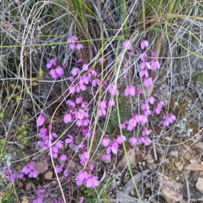 Tetratheca bauerifolia (Heath Pink-bells) at Bungendore, NSW - 11 Oct 2022 by clarehoneydove