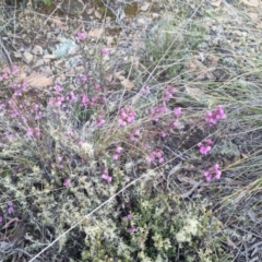 Tetratheca bauerifolia at Bungendore, NSW - 11 Oct 2022