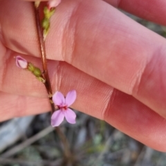 Stylidium graminifolium (grass triggerplant) at Bungendore, NSW - 11 Oct 2022 by clarehoneydove