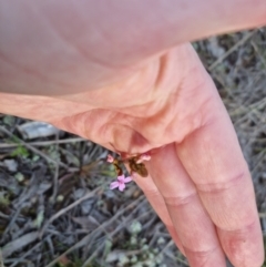 Stylidium graminifolium at Bungendore, NSW - 11 Oct 2022 05:47 PM