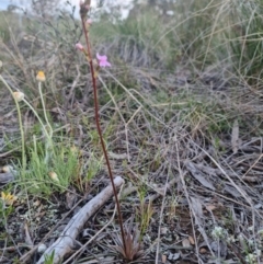 Stylidium graminifolium at Bungendore, NSW - 11 Oct 2022 05:47 PM