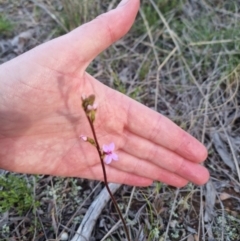 Stylidium graminifolium at Bungendore, NSW - 11 Oct 2022 05:47 PM